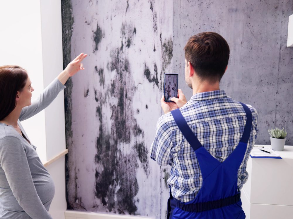 mold remediation