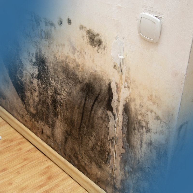 Mold damage on interior wall requiring remediation